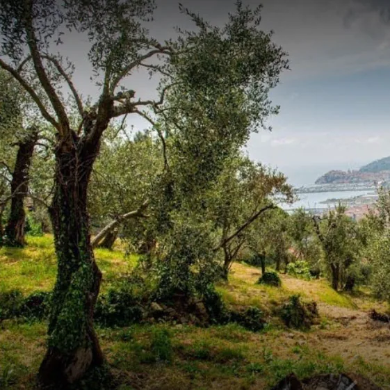 Olio Fresia