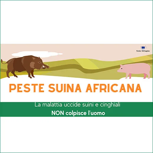 Peste suina africana